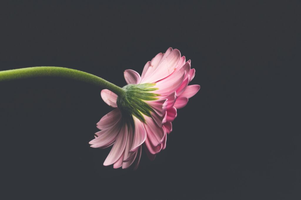 Close up of the back of a pink flower symbolizing hope and renewal after entering dual diagnosis treatment at Breakaway Health in Costa Mesa, California.